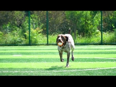 Вокальный оранжевый для собак